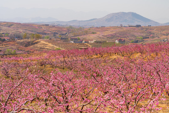山東沂蒙山區(qū)桃花花海037