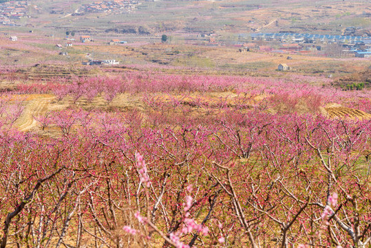 山東沂蒙山區(qū)桃花花海038