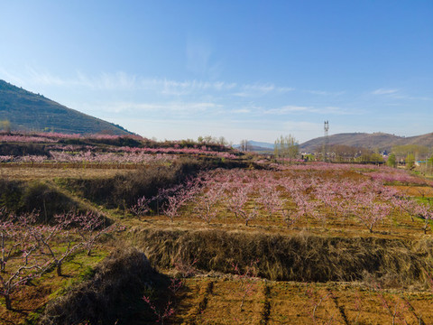 山東沂蒙山區(qū)桃花花海133