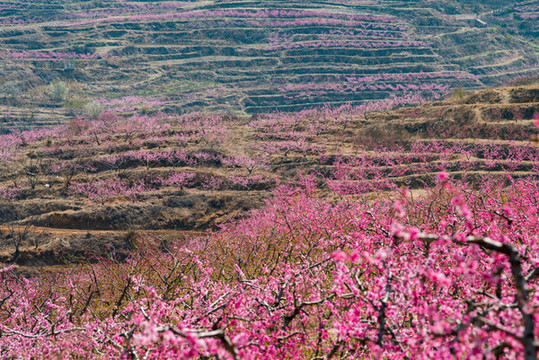 山東沂蒙山區(qū)桃花花海046