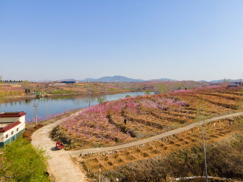 山東沂蒙山區(qū)桃花花海103