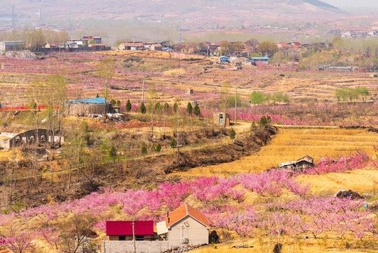 山東沂蒙山區(qū)桃花花海051