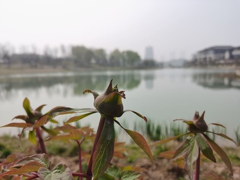 長(zhǎng)安塔