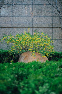 迎春花