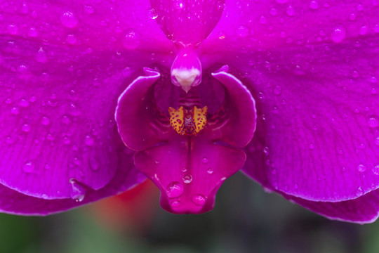 蝴蝶蘭花心
