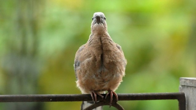 斑鳩