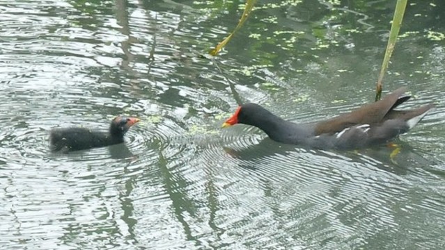 黑水雞