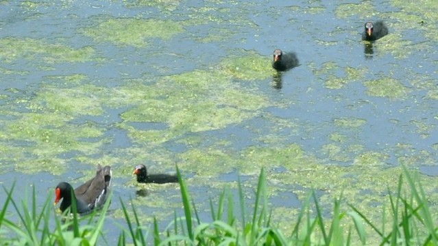 黑水雞