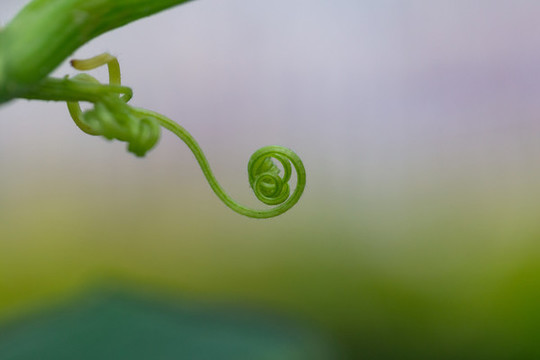 植物卷須