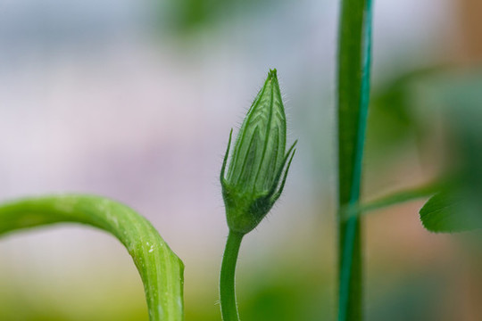 藤蔓植物