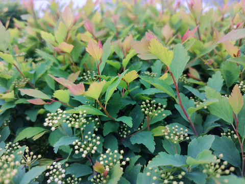 繡線菊
