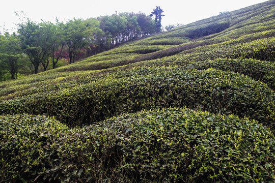 高山茶園