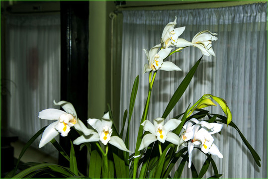 蘭花