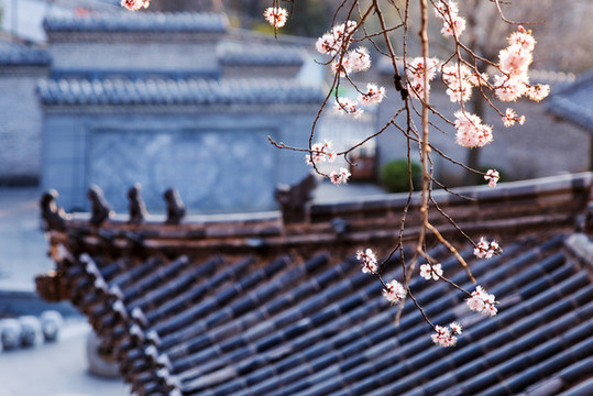 春天來(lái)了