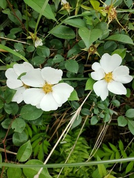 白色金櫻子花