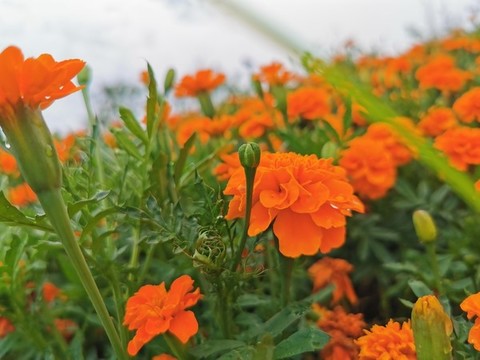 綠葉紅花萬壽菊