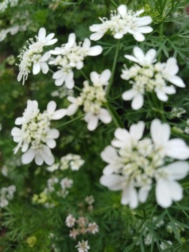 香菜花