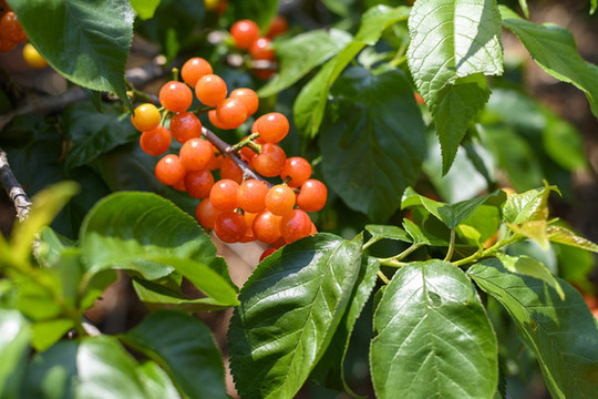 紅櫻桃