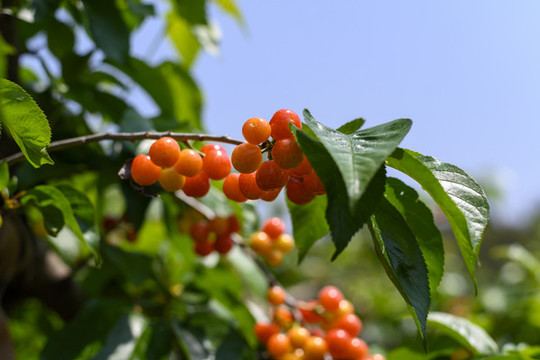 紅櫻桃特寫