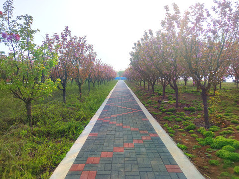 公園綠茵步道