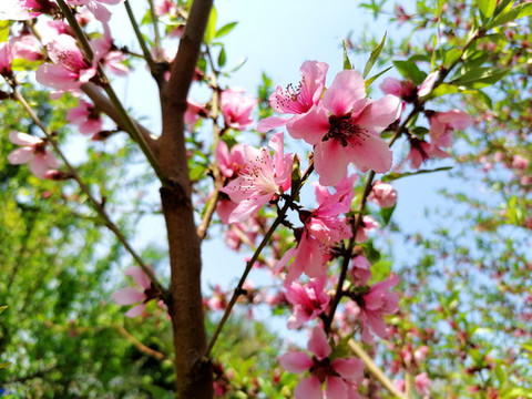 桃花