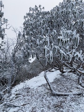 雪景