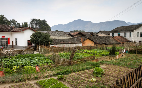 農(nóng)村小菜園