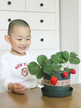幼兒園盆栽草莓種植