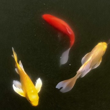 錦鯉
