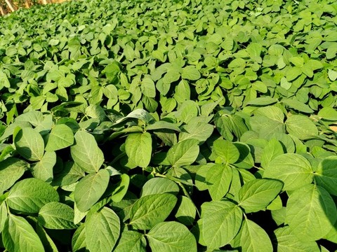 毛豆黃豆種植莊稼地田間地頭