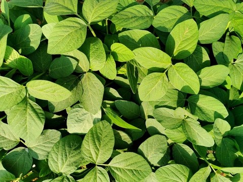 毛豆黃豆種植莊稼地田間地頭