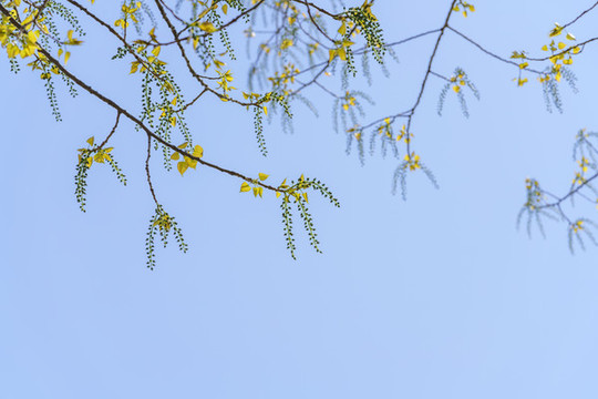 春天楊樹枝葉