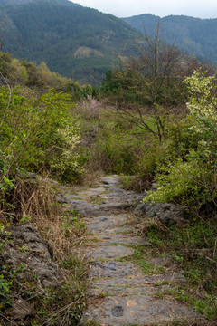 山峰森林石板路