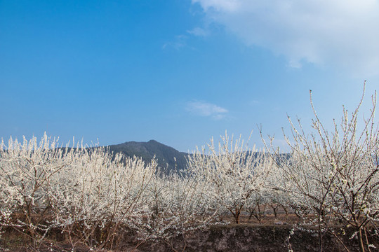 梨花圓