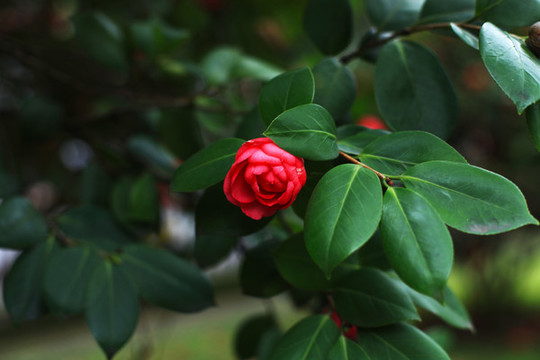 紅茶花