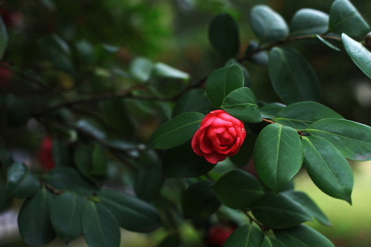茶花