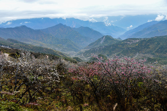 牛背山云海