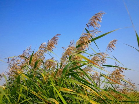蘆葦