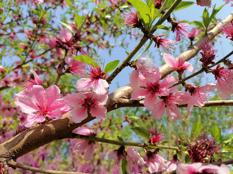 桃花朵朵開