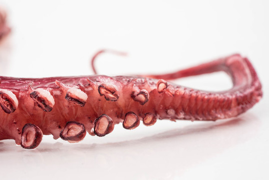 章魚(yú)足