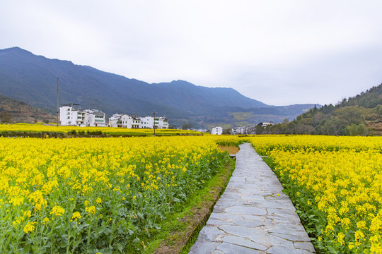 婺源新農(nóng)村風(fēng)光