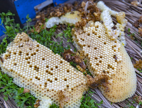 蜜蜂養(yǎng)殖