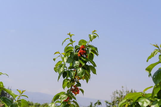 紅櫻桃