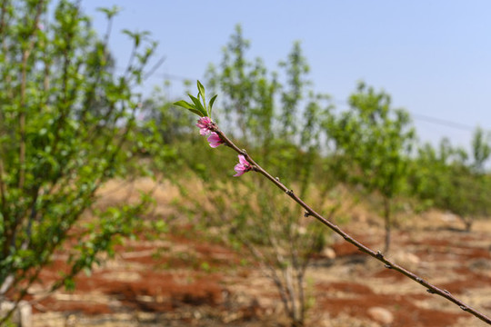 一株桃花