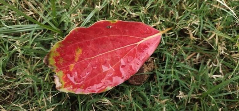 紅葉