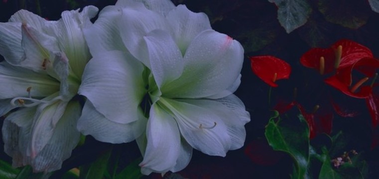 夜映瑩花