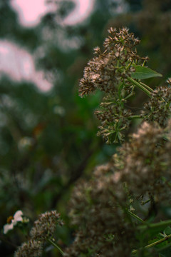 鬼針草