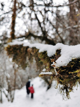 雪樹林