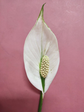 白掌花特寫