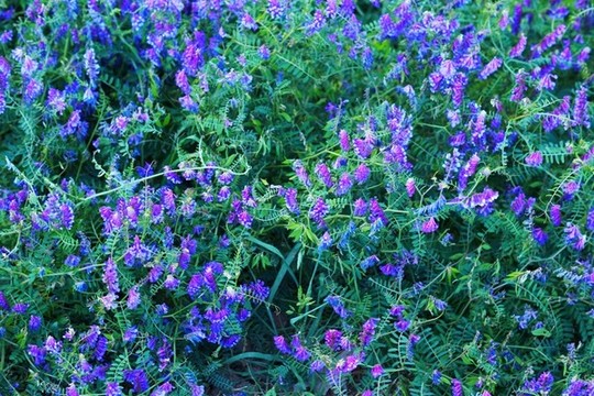 野豌豆花